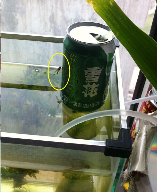 å°èè