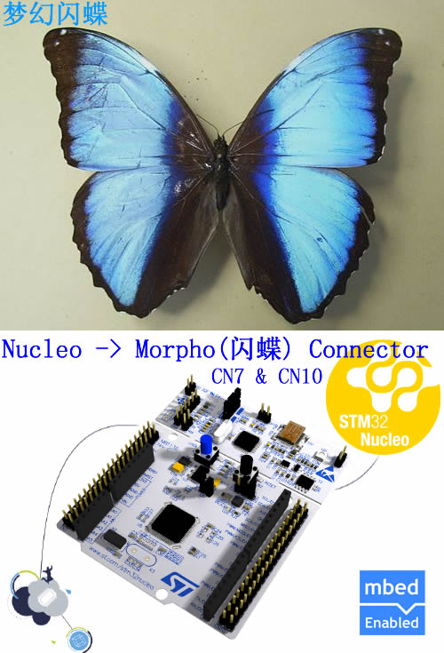 Morpho_500.jpg