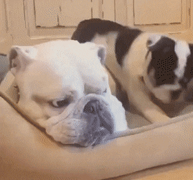 å¾®ä¿¡å¾ç_20201219203735.gif