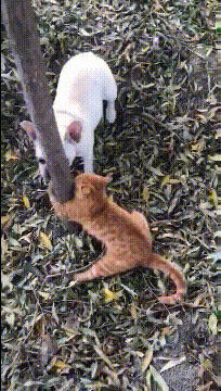 å¾®ä¿¡å¾ç_20201219203738.gif