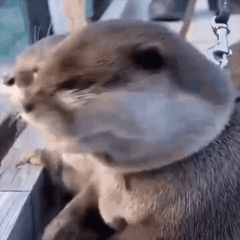 amazing240x240.gif